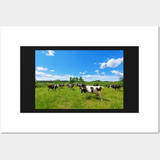 A herd of Holstein Friesian cows grazing on a pasture under blue cloudy sky Posters and Art